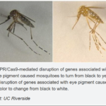 1 GMO insects US military