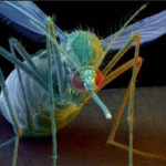 1 GMO mosquitos Pentagon